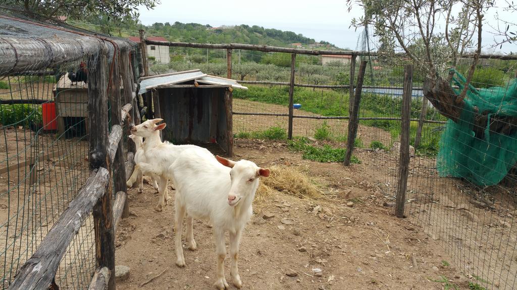 Agriturismo Agri Armonia San Lucido Zewnętrze zdjęcie